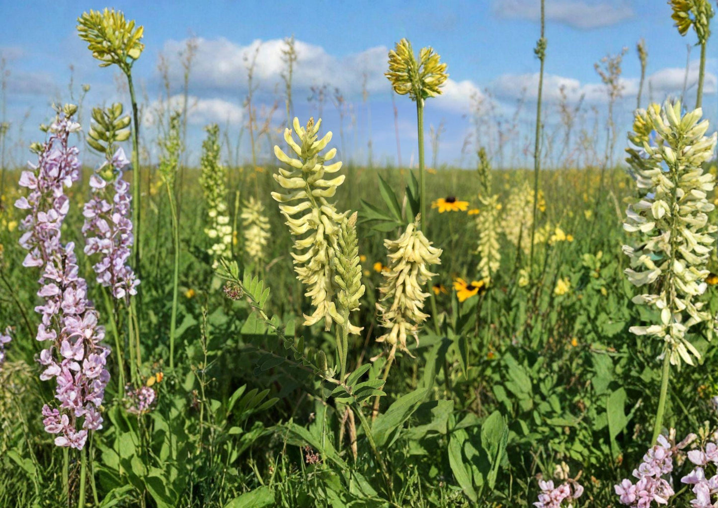 Canadian Milk Vetch Seeds – Native Wildflower, Creamy Yellow Blooms, Pollinator Garden Plant, Astragalus canadensis, Perennial Seed
