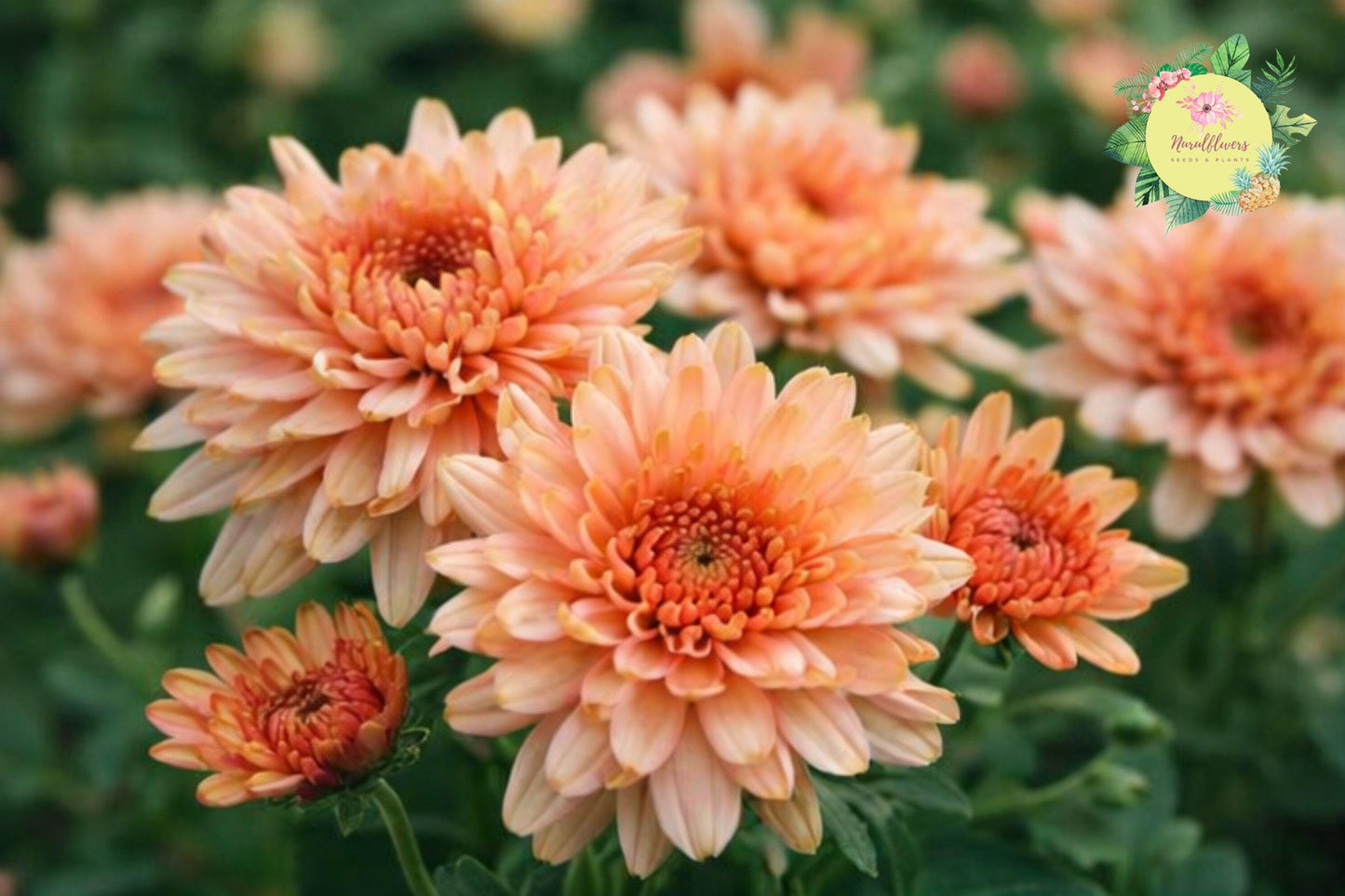 Pearl Gem Mum Chrysanthemum Seeds – Annual Garden Flowers for Borders, Containers, Bright Blooms, Pollinator Attracting, Chrysanthemum morifolium