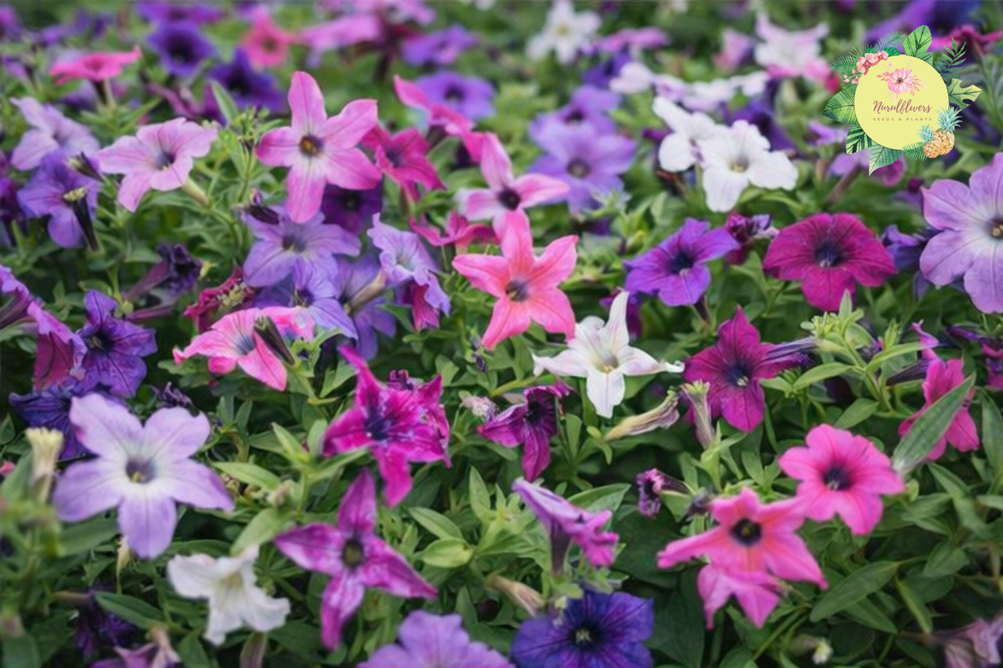Lavender Ellegance Petunia Seeds – Perennial Flower for Borders, Containers, Attracts Pollinators, 1000+ Seeds