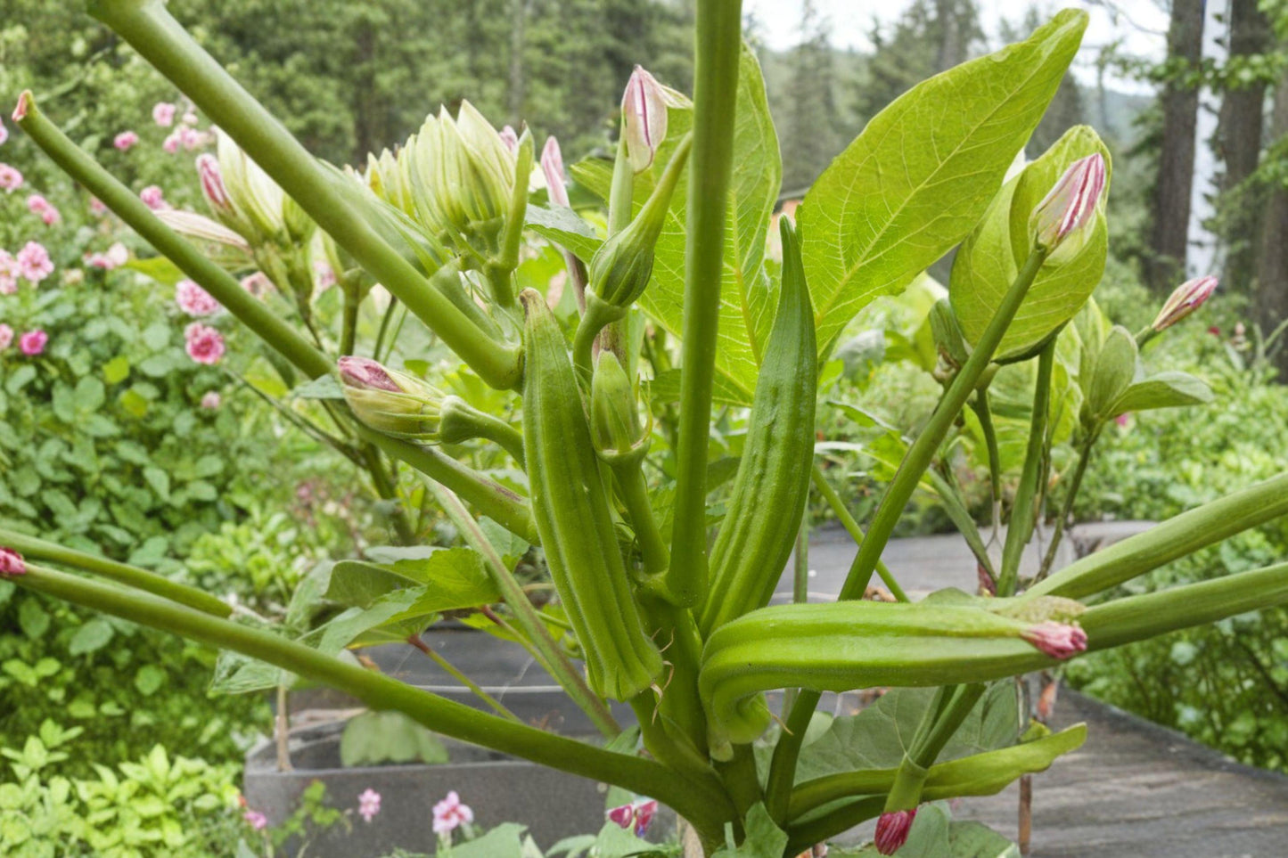 Okra Seeds – Perkins Long Pod Heirloom Non-GMO Vegetable Garden Crop, High Yield, Tender Pods