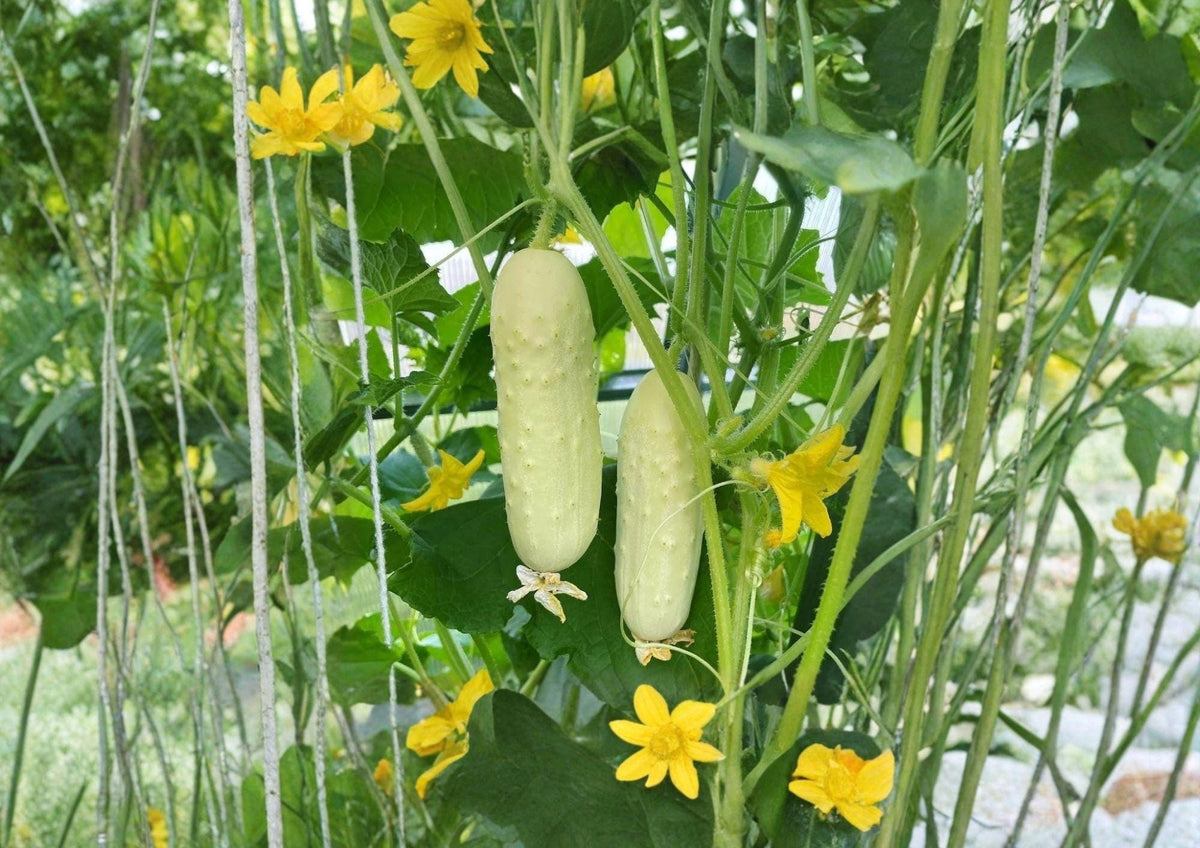 White Wonder Cucumber Seeds – Heirloom Non-GMO Vegetable for Garden Planting, Creamy White Slicing Cucumbers, 50+ Seeds