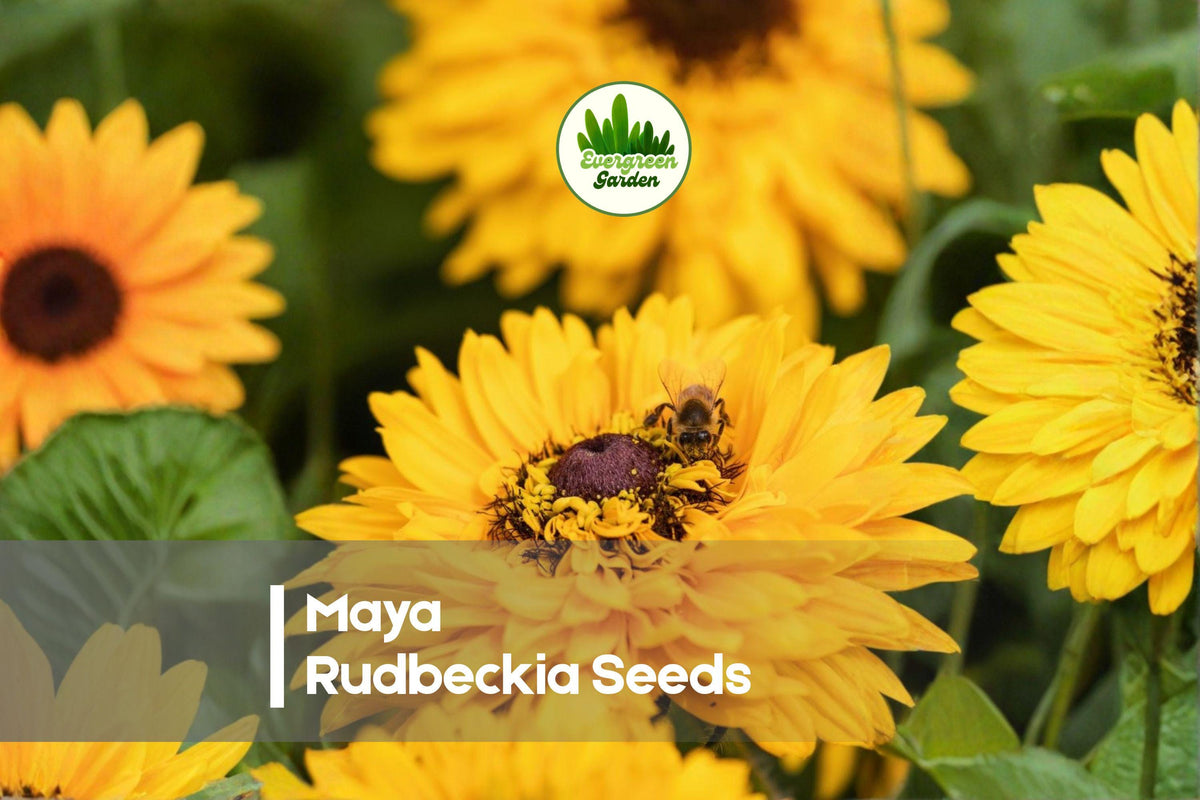 200+ Maya Rudbeckia Seeds - Bright Golden Yellow Flowers, Rudbeckia hirta, Summer Bloom, Pollinator & Wildflower Garden Seeds