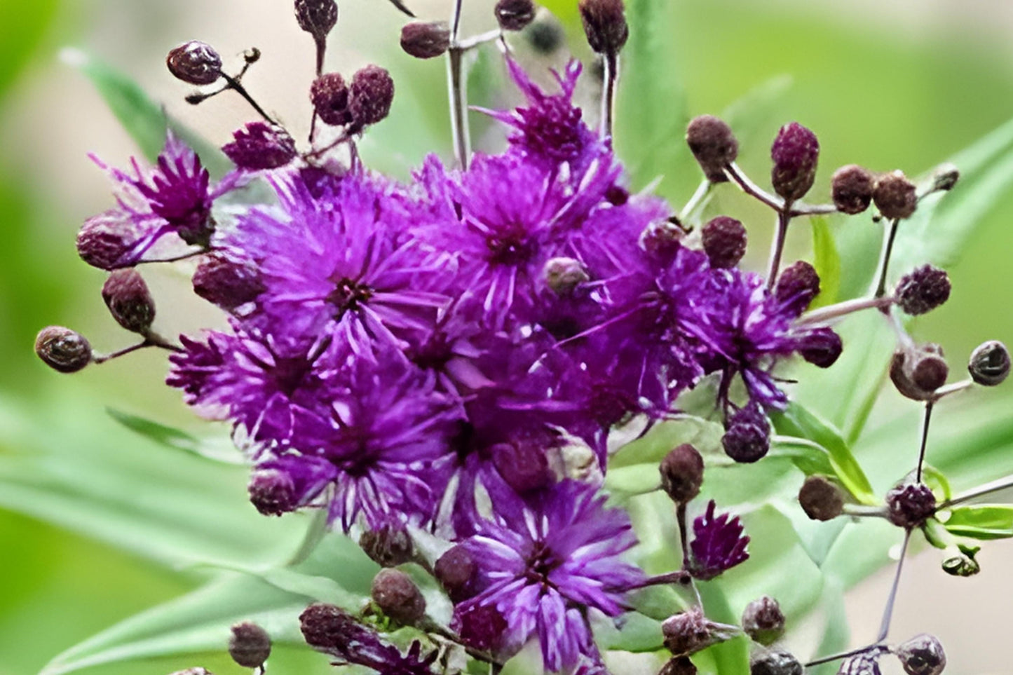 Tall Ironweed Seeds - Native Vernonia angustifolia Perennial for Butterfly Gardens and Pollinator Attracting Landscapes