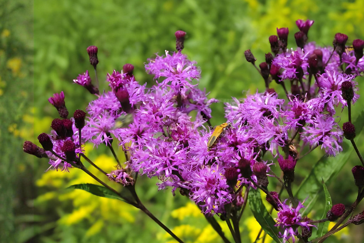 NY Ironweed Seeds 100 Pack | Native Vernonia noveboracensis Perennial for Butterfly Gardens & Pollinator Attracting