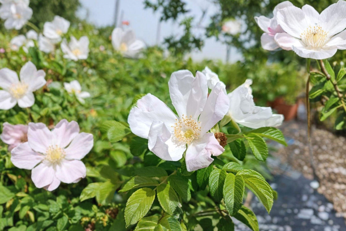 Rosa Rugosa Alba White Beach Rose Seeds – Hardy Coastal Fragrant Shrub for Hedges & Gardens (25 Seeds)