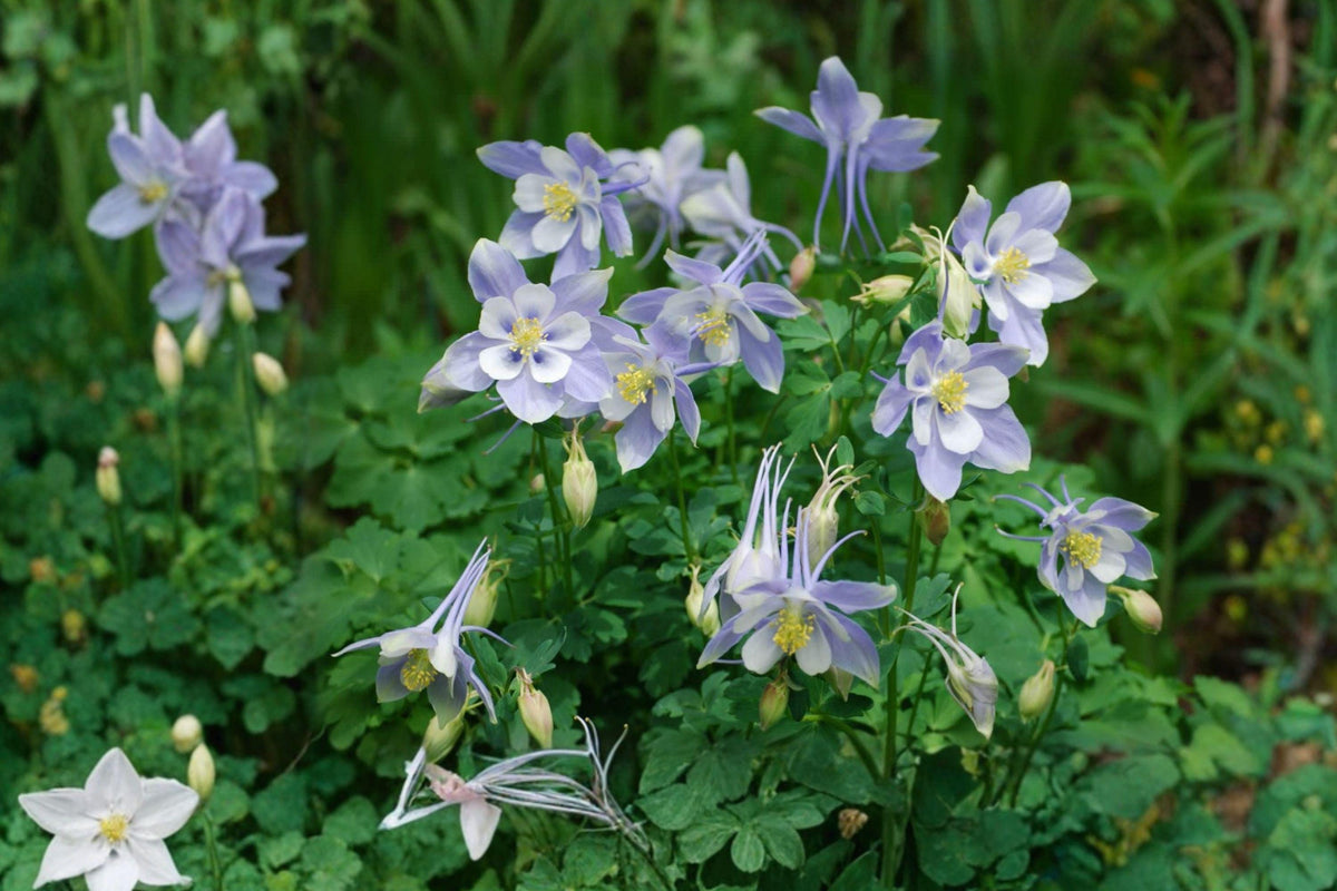 Blue Rocky Mountain Columbine Seeds – Native Perennial for Pollinator Gardens, Aquilegia caerulea, 100 Seeds