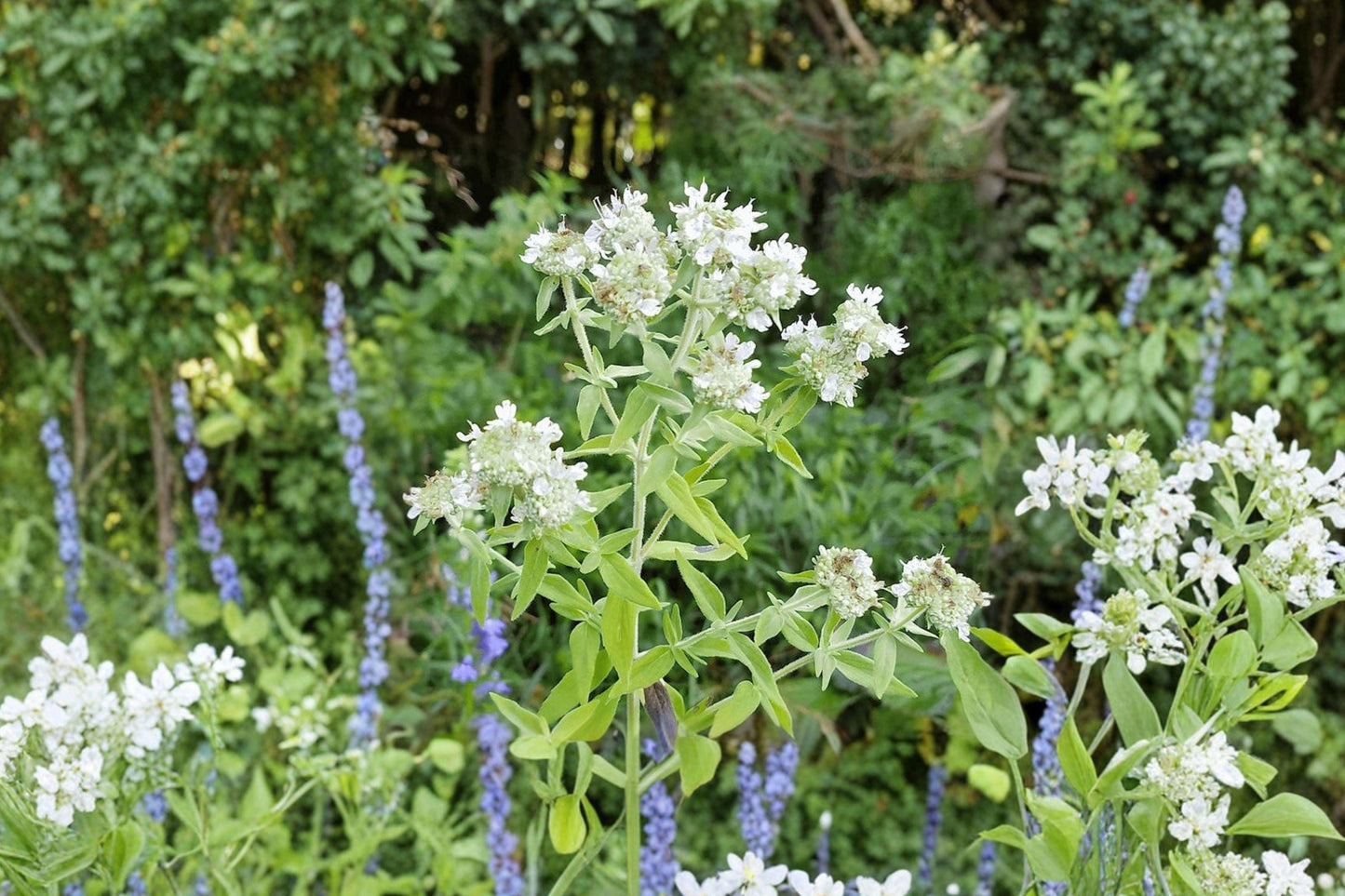 Hairy Mountain Mint Seeds – Native Perennial Herb, 100 Seeds, Aromatic, Pollinator Magnet, Pycnanthemum pilosum, Full Sun, Drought Tolerant