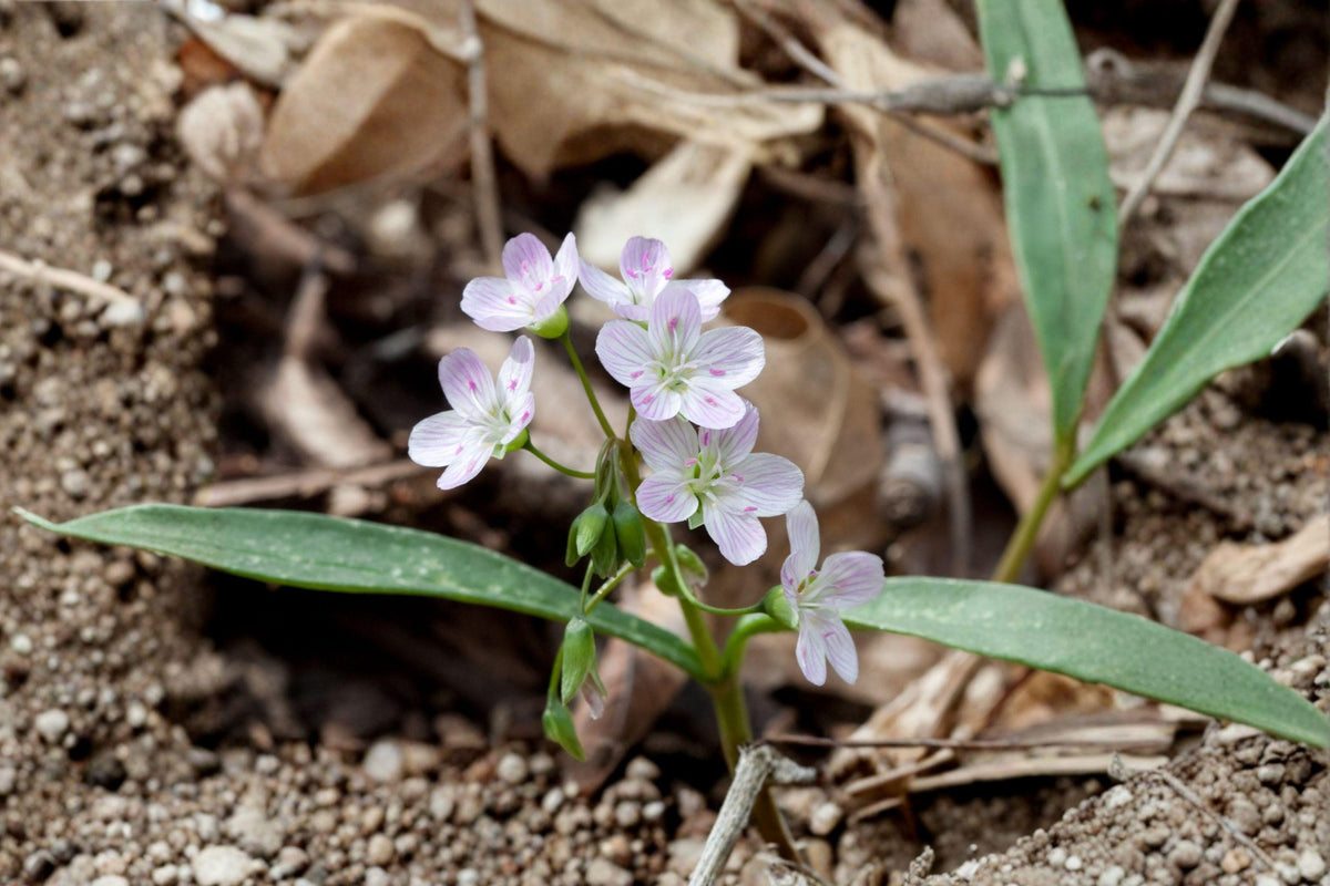 Claytonia Virginica Seeds – Native Woodland Wildflower, Pink Blooms, Early Spring Flower, Shade Garden, Pollinator Friendly, 10 Pack