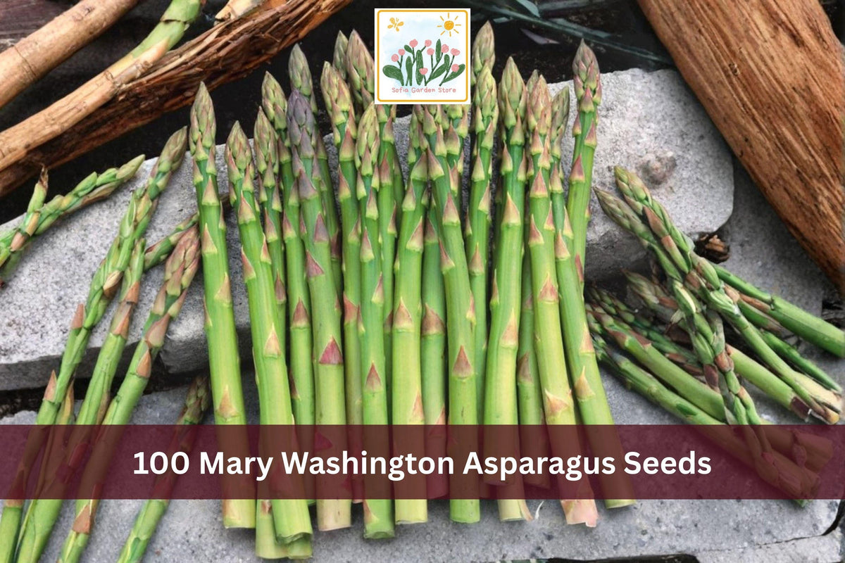 100 Mary Washington Asparagus Seeds | Perennial Vegetable, Asparagus officinalis, Green Spears, Full Sun, Well-Draining Soil