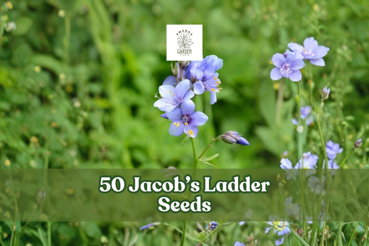 Jacob’s Ladder Seeds – 50 Perennial Wildflower Seeds for Shade Gardens, Blue & Pink Blooms, Polemonium reptans
