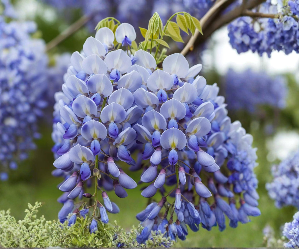 Chinese Wisteria Live Plant 1-2 Ft, Wisteria sinensis, Purple Flower Vine, Climbing Ornamental Vine for Garden Trellises
