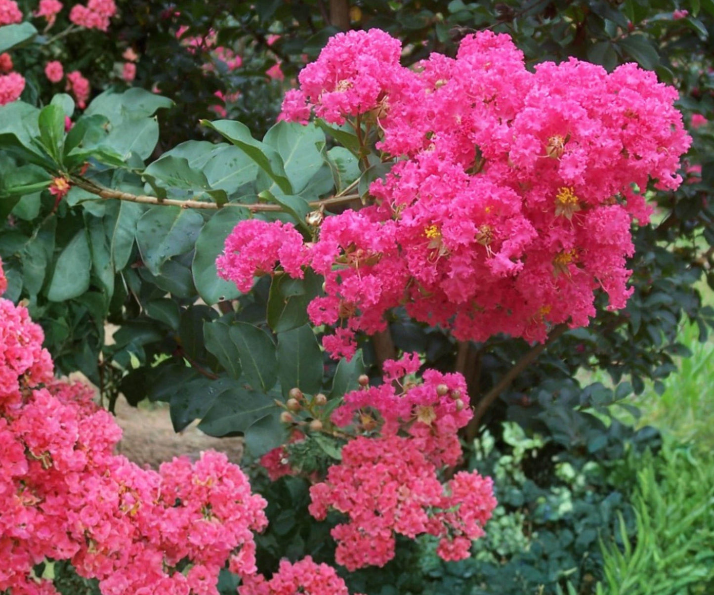 Crape Myrtle Live Plants - 6" Rooted Cuttings - Hot Pink Lagerstroemia Tree - Ornamental Flowering Shrubs