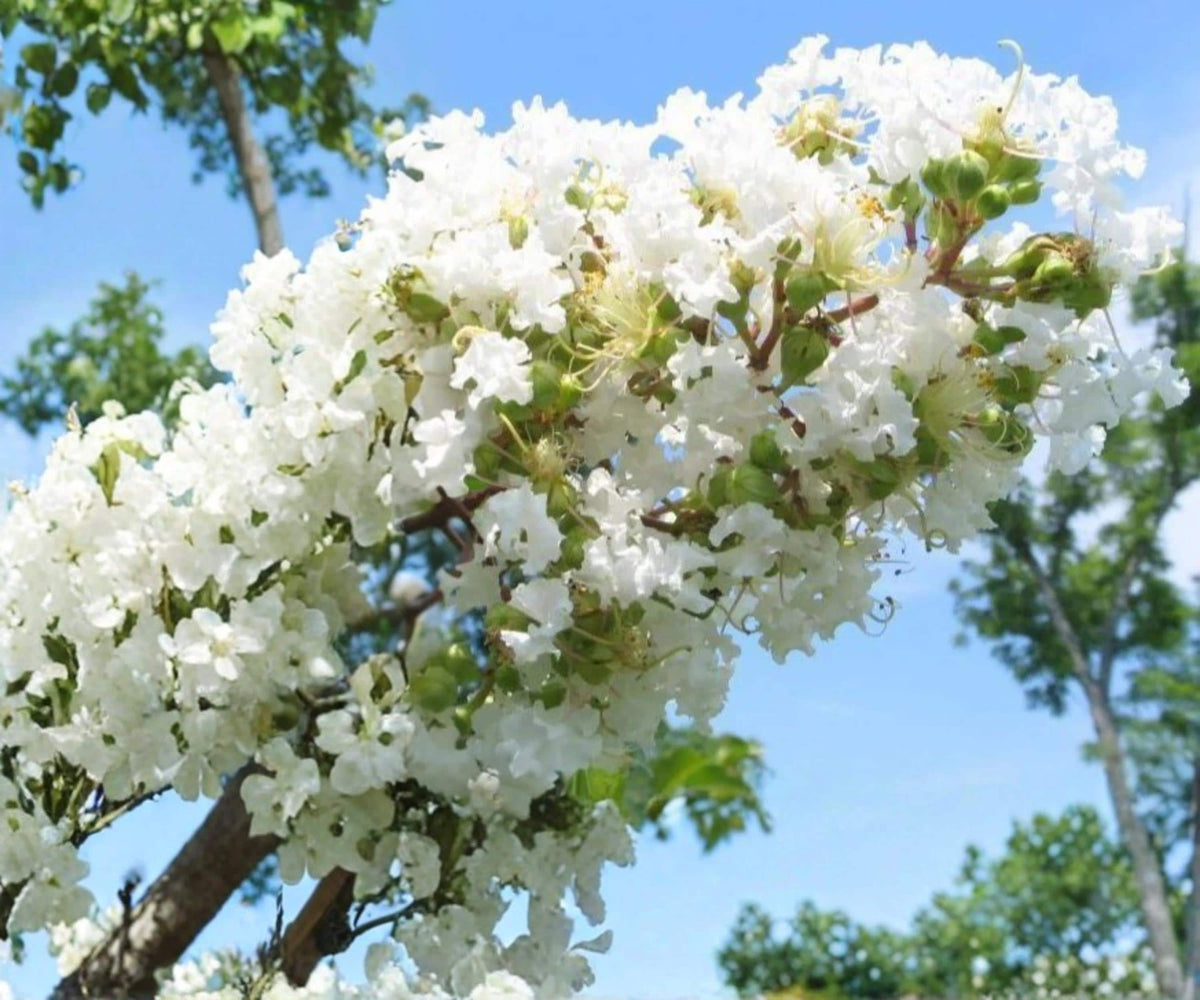 Crape Myrtle Live Plants - 6" Rooted Cuttings - Snow White Lagerstroemia Tree - Ornamental Flowering Shrubs for Garden & Landscape