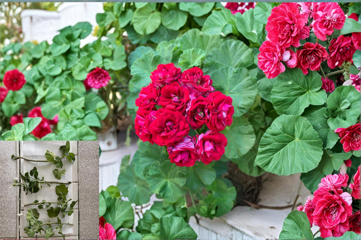 Double Red Geranium Cuttings - Pelargonium, Flowering Ornamental Plant, Container Gardening, Full Sun, Fresh Propagation Material