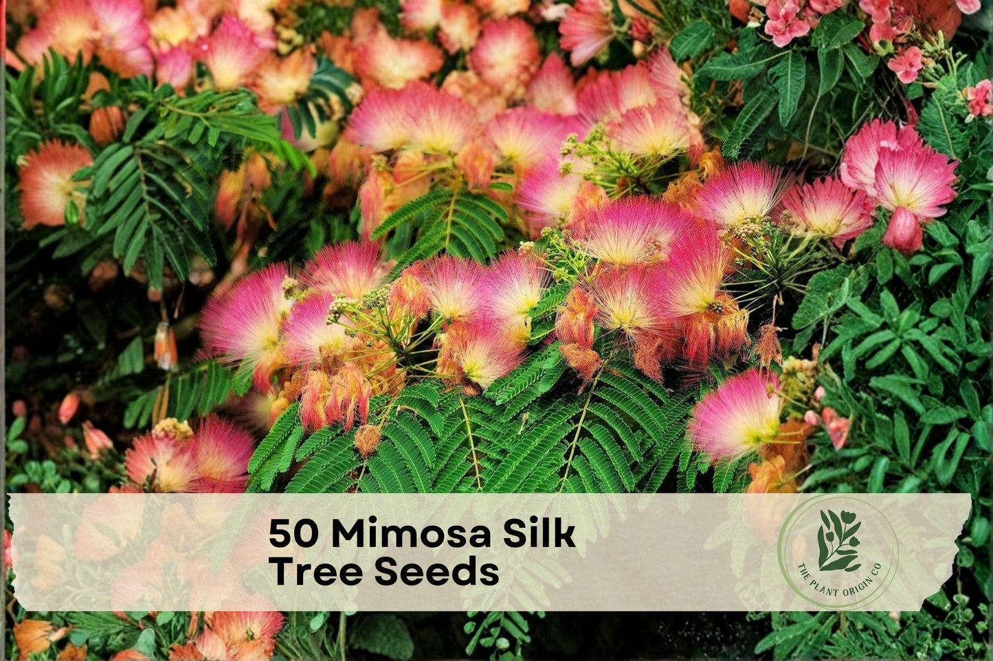 50 Mimosa Silk Tree Seeds - Albizia julibrissin Ornamental Flowering Tree with Pink Powder-Puff Blooms