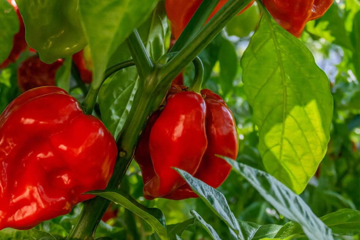 Habanero Hot Pepper Seeds – 50 Non-GMO Heirloom for Spicy Vegetable Garden, Compact, Fruity Flavor, Hot Sauce, Salsa, Open-Pollinated