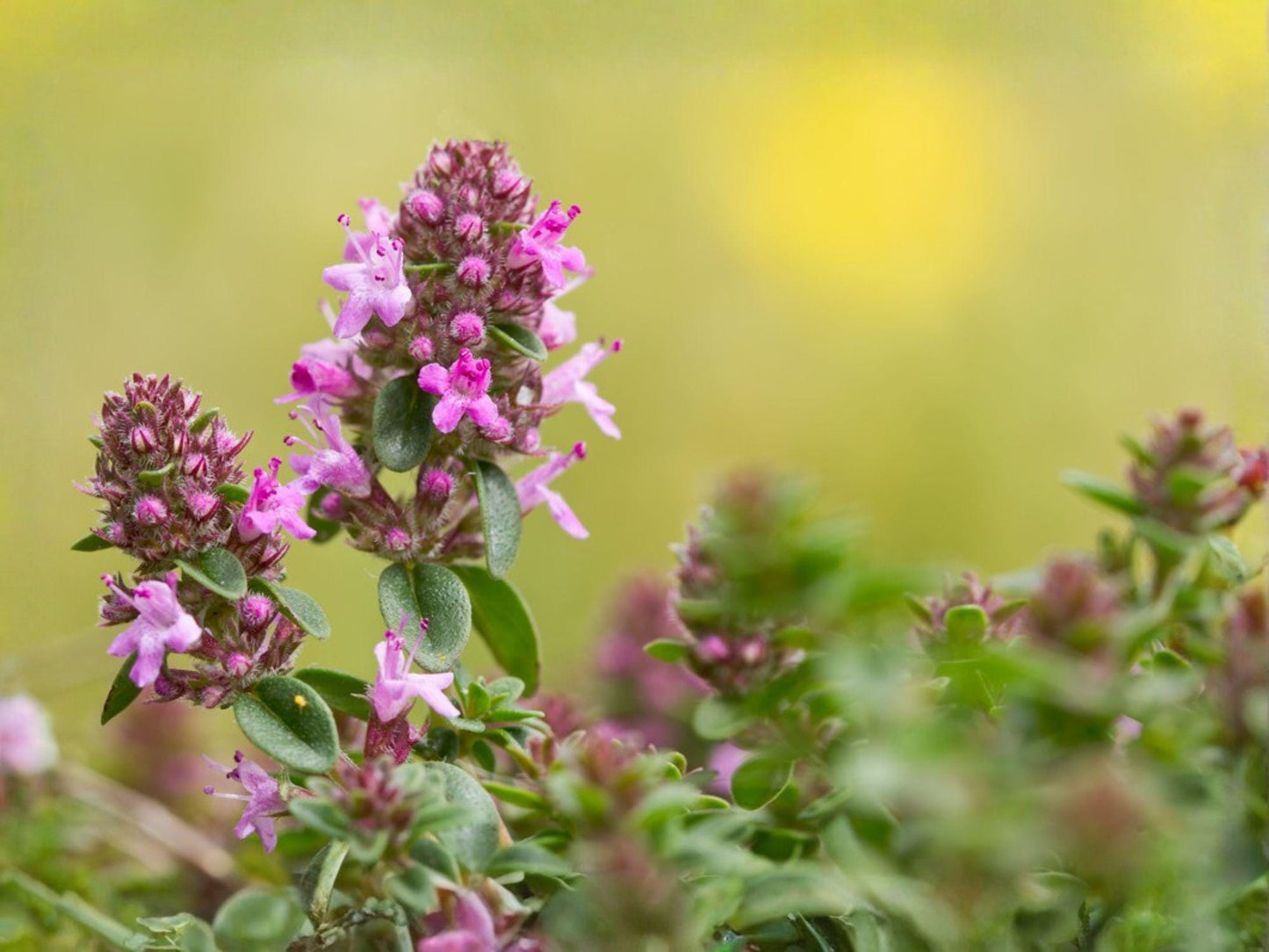 Wild Thyme Seeds - Broad-Leaved Lemon Thyme Heirloom Herb Garden Planting - Thymus pulegioides