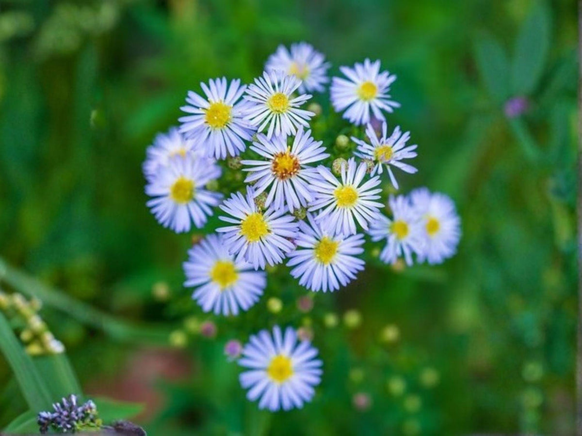 Swamp Aster Seeds – Heirloom Non-GMO Wildflower Seeds for Native Gardens & Wildflower Patches – Symphyotrichum puniceum (350 Seeds)