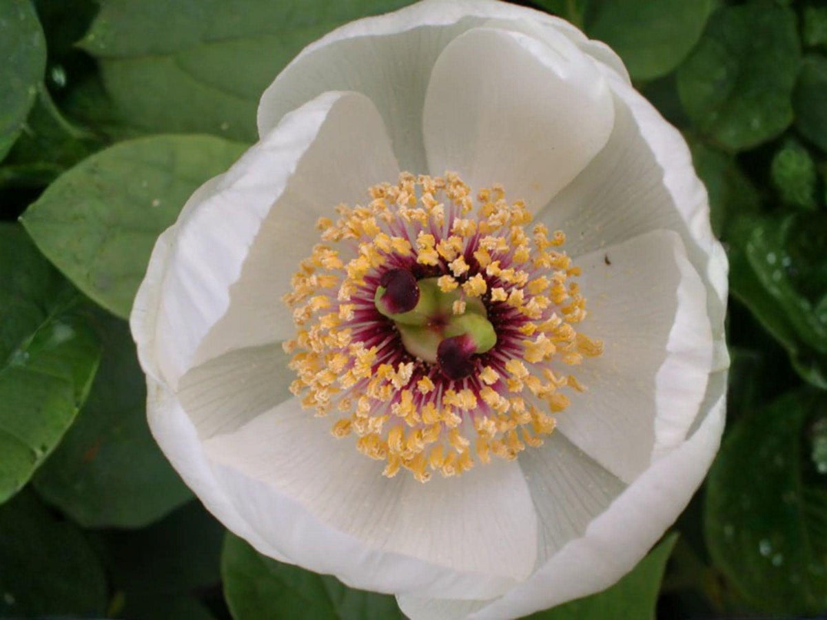 Japanese Woodland Peony Seeds, Heirloom Non-GMO, Shade Garden Planting, Paeonia japonica, Perennial Flower Seeds