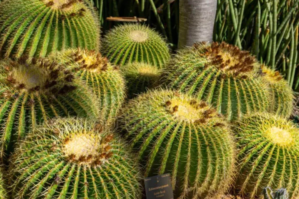Golden Barrel Cactus Seeds – Echinocactus grusonii, Rare Desert Succulent, Round Architectural Plant, Drought Tolerant, 25 Seeds