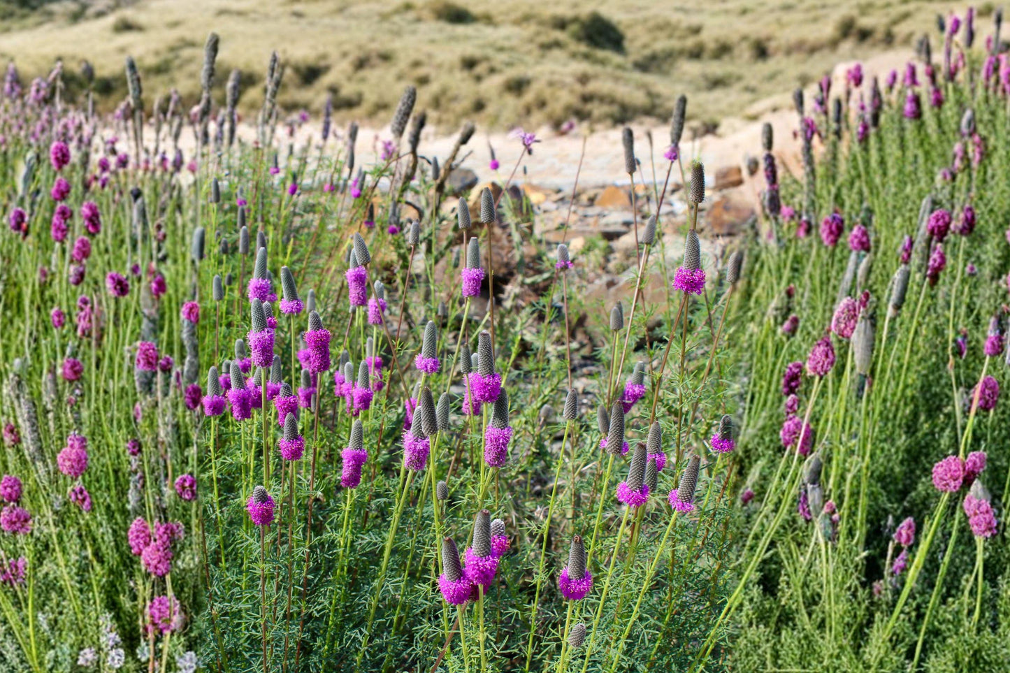 Purple Prairie Clover Seeds - 1000+ Non-GMO Wildflower Seeds for Pollinator Gardens, Native Prairie, Dalea purpurea