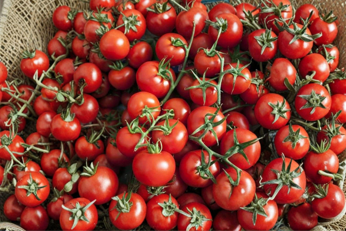 Heirloom Red Cherry Tomato Seeds – Sweet Garden Harvest, 200 Seeds, Small Juicy Fruits, Solanum lycopersicum