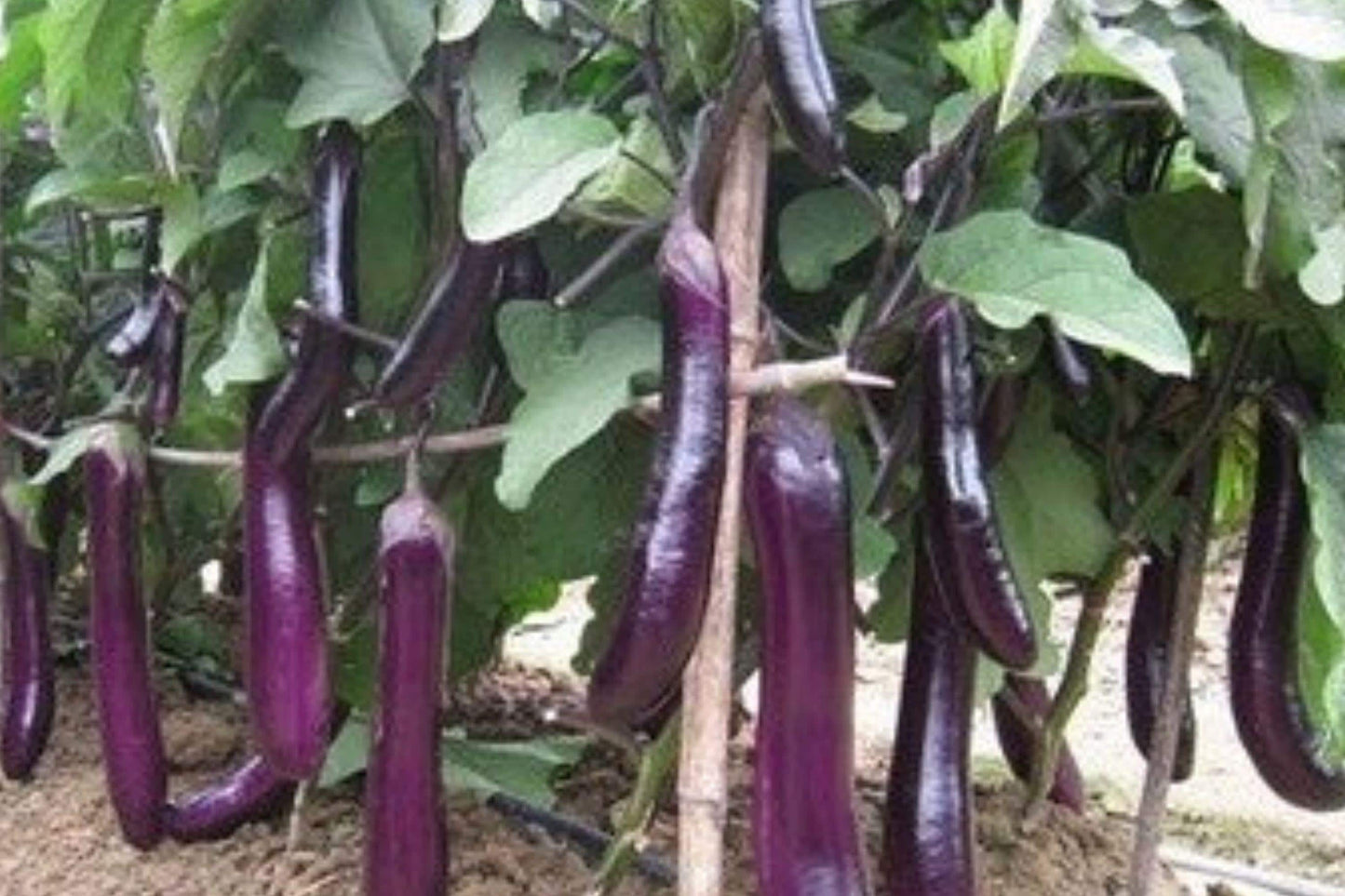 Long Purple Eggplant Seeds – Asian Heirloom Variety for Gardeners, 250+ Premium Seeds, Slender Fruits, Culinary Vegetable, Solanum melongena