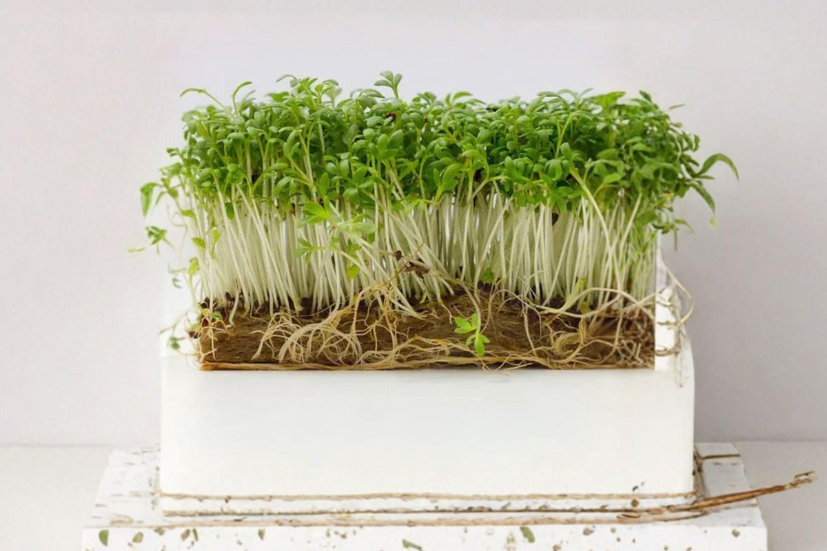 Organic Curled Cress Herb Seeds - 250 Non-GMO Heirloom Peppergrass for Salad, Microgreens & Container Gardening