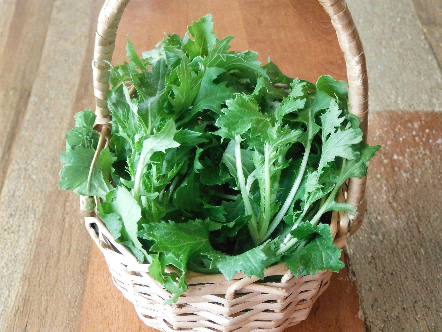 Mizuna Spinach Japanese Mustard Greens Vegetable Seeds – Brassica rapa, Leafy Greens, 150 Seeds for Garden & Container Planting
