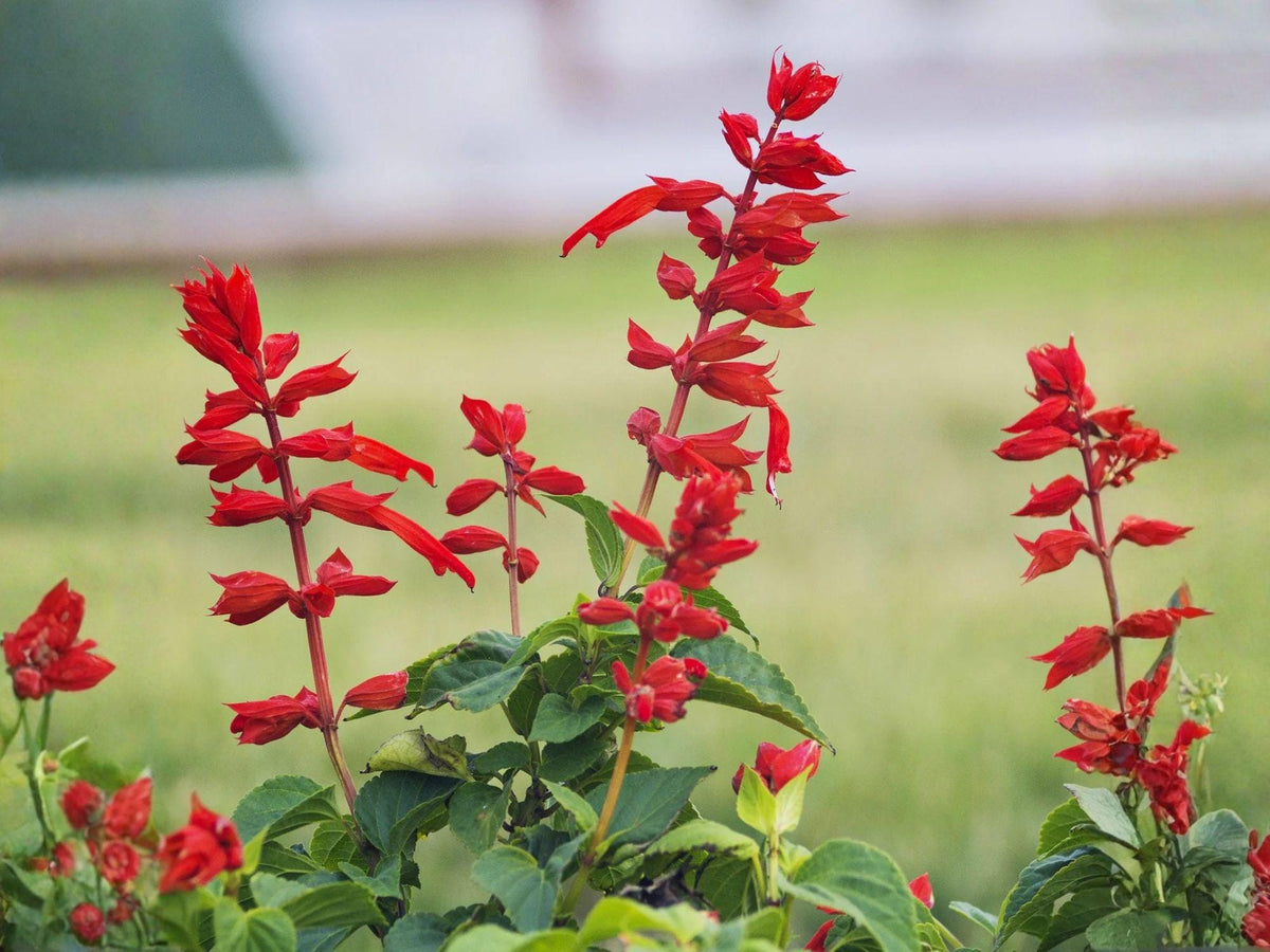 Scarlet Sage Seeds | Salvia coccinea | Bright Red Flowering Annual for Garden & Container Planting