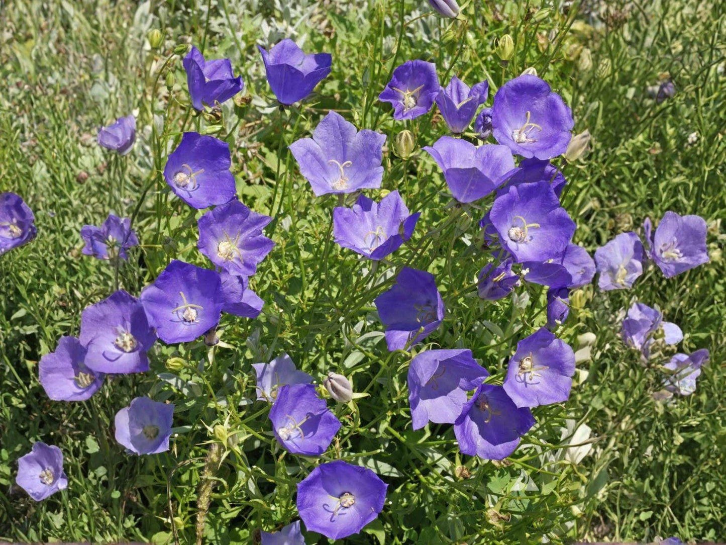 Tussock Bellflower Seeds, Campanula carpatica, Blue Violet Flowering Perennial for Garden & Rock Gardens, 100 Seeds
