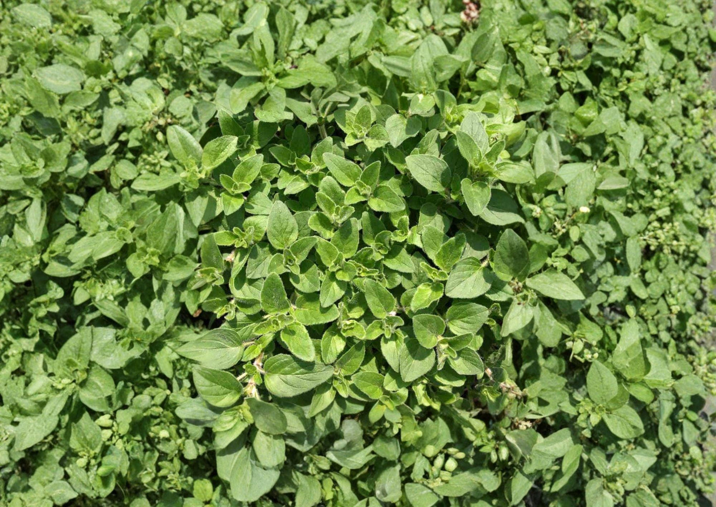 Sweet Marjoram Seeds, Heirloom Non-GMO, Aromatic Culinary Herb, Origanum majorana, for Garden, Herb Planting, Pollinator-Friendly