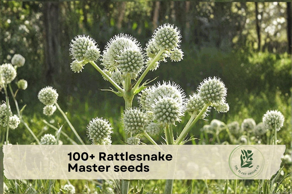 100+ Rattlesnake Master Seeds – Native Prairie Wildflower, Eryngium yuccifolium, Pollinator-Friendly, Drought Tolerant