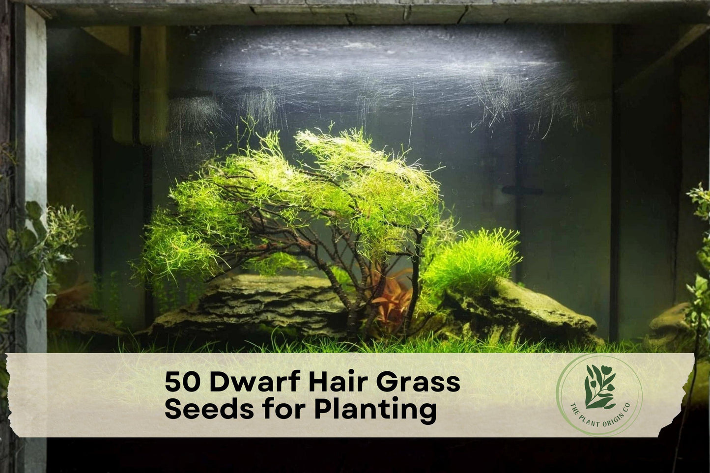 Dwarf Hair Grass Seeds, Aquarium Foreground Carpet, Eleocharis parvula, Aquascaping Plant, Freshwater Water Garden