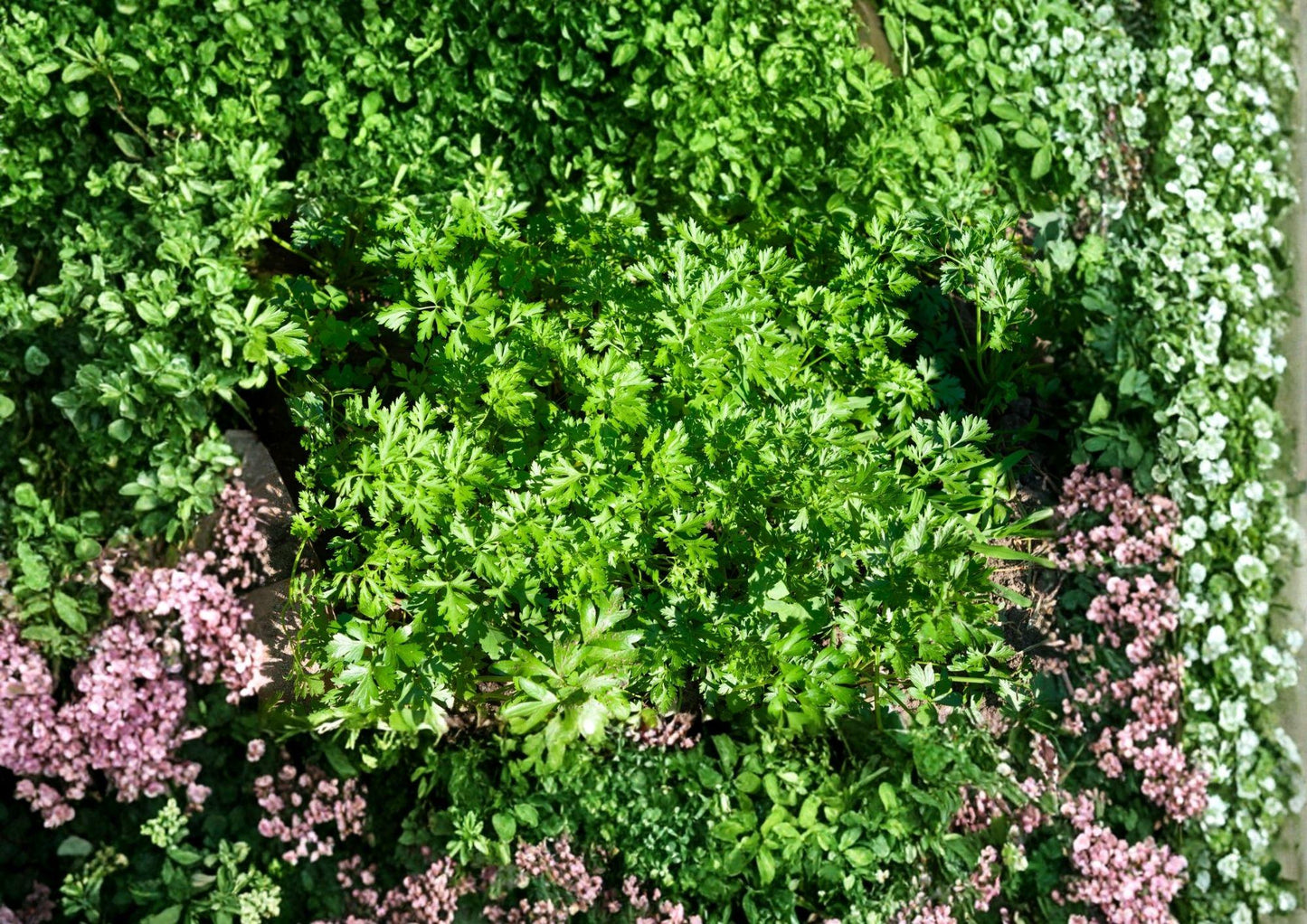 Plain Single Parsley Seeds 500 - Heirloom Flat Leaf Culinary Herb for Kitchen Gardens and Fresh Cooking - Petroselinum Crispum