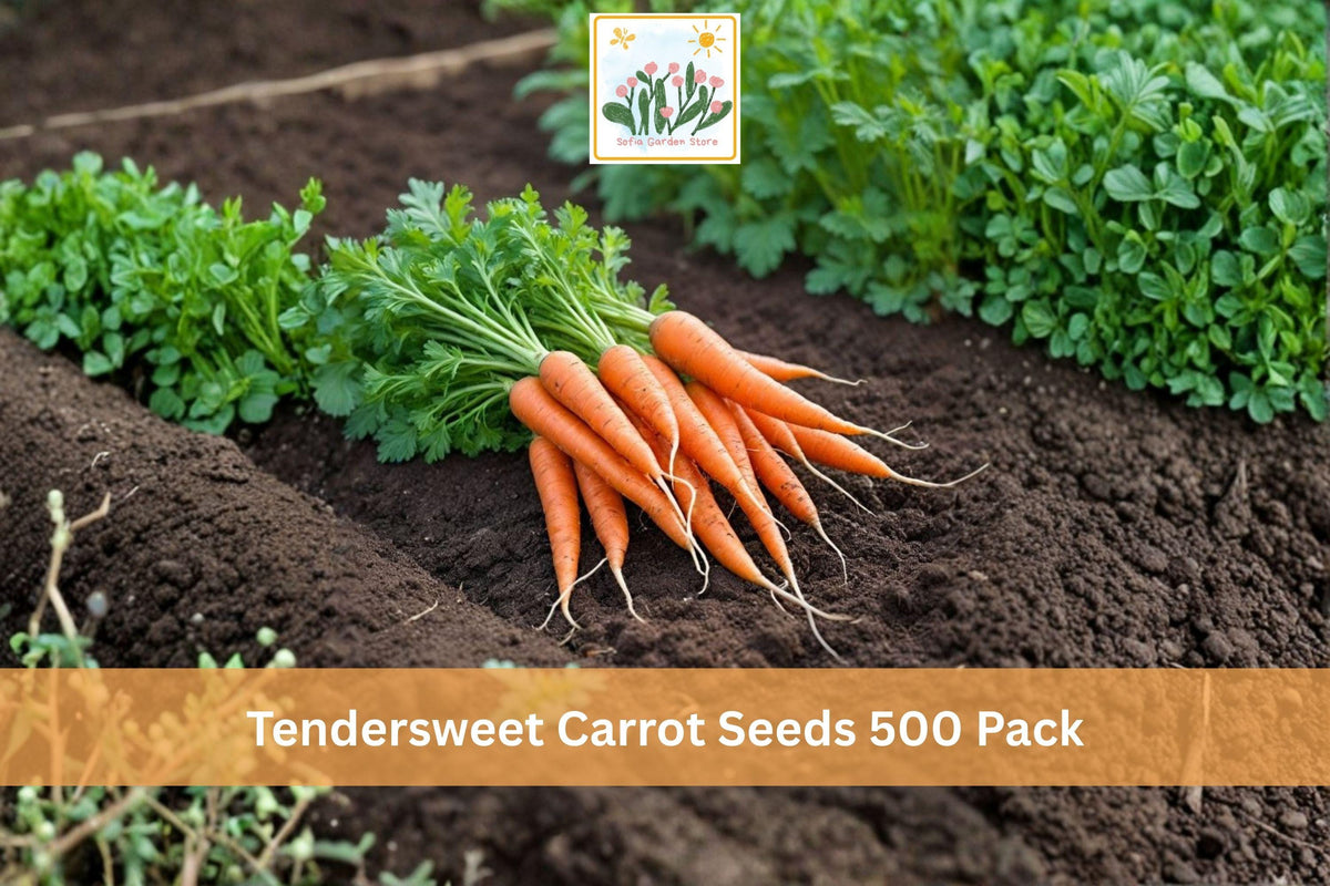 Tendersweet Carrot Seeds 500 Pack – Daucus carota Vegetable Seeds for Home Garden, Raised Beds & Vegetable Plots