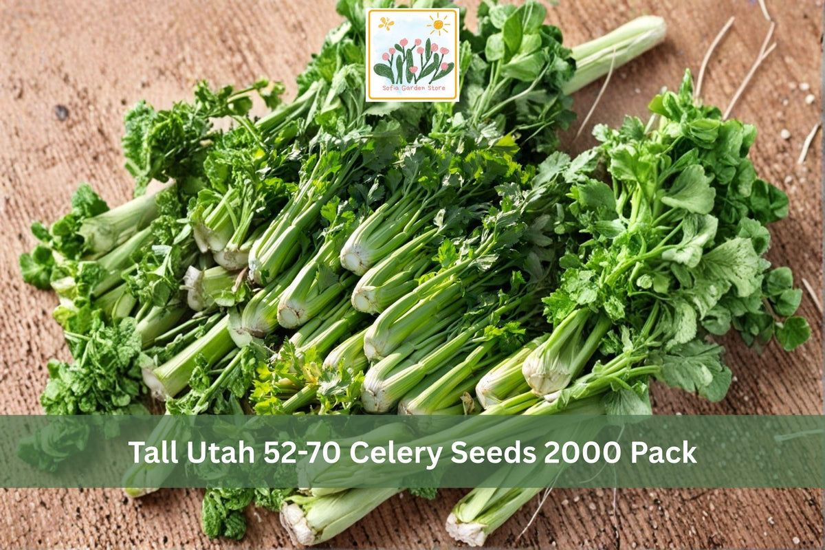 Tall Utah 52-70 Celery Seeds – 2000 Pack, Heirloom Apium graveolens, Green Stalks, Cool Season Vegetable for Garden, Raised Beds