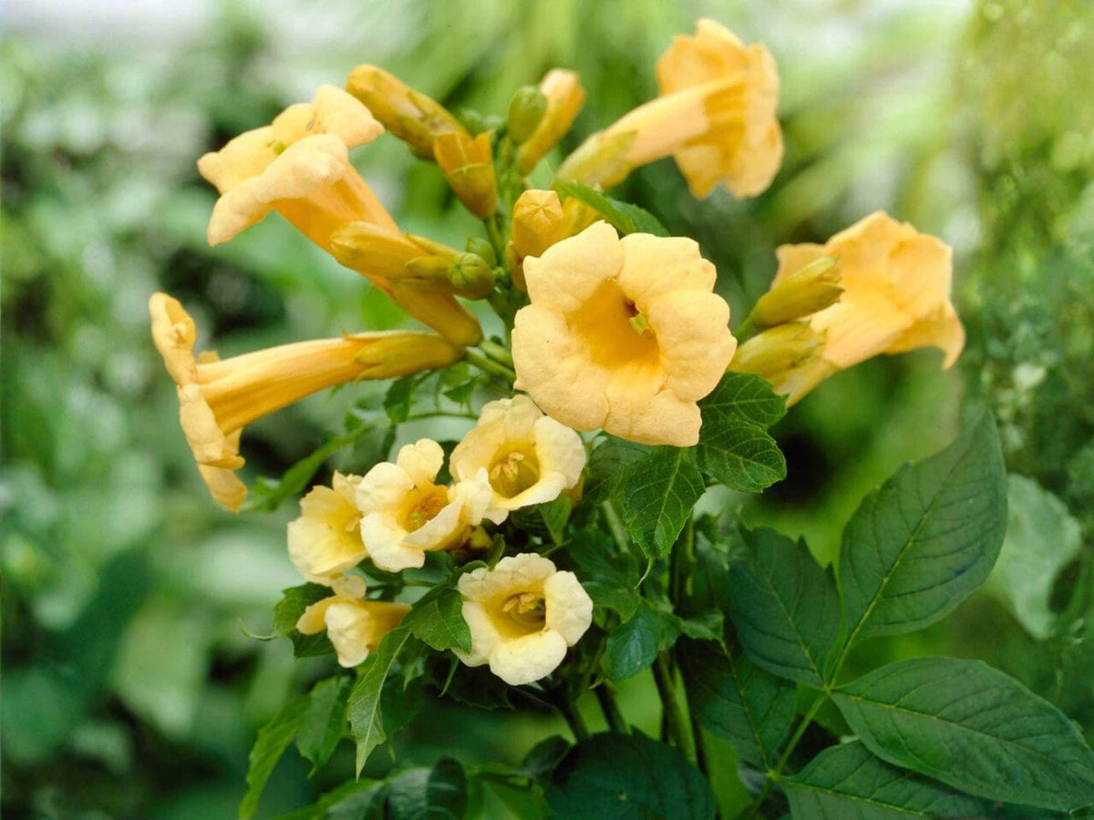 Yellow Trumpet Vine Seeds – Climbing Flower Heirloom Non-GMO Campsis radicans 'Flava' for Garden Trellis