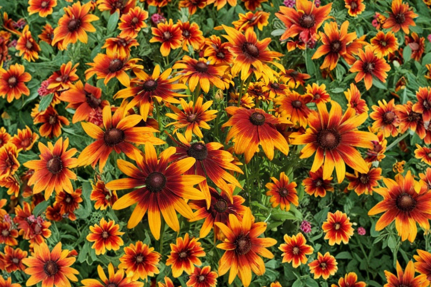 Autumn Forest Rudbeckia Hirta Seeds - Drought Tolerant Wildflower for Pollinator Gardens, 50 Non-GMO Seeds