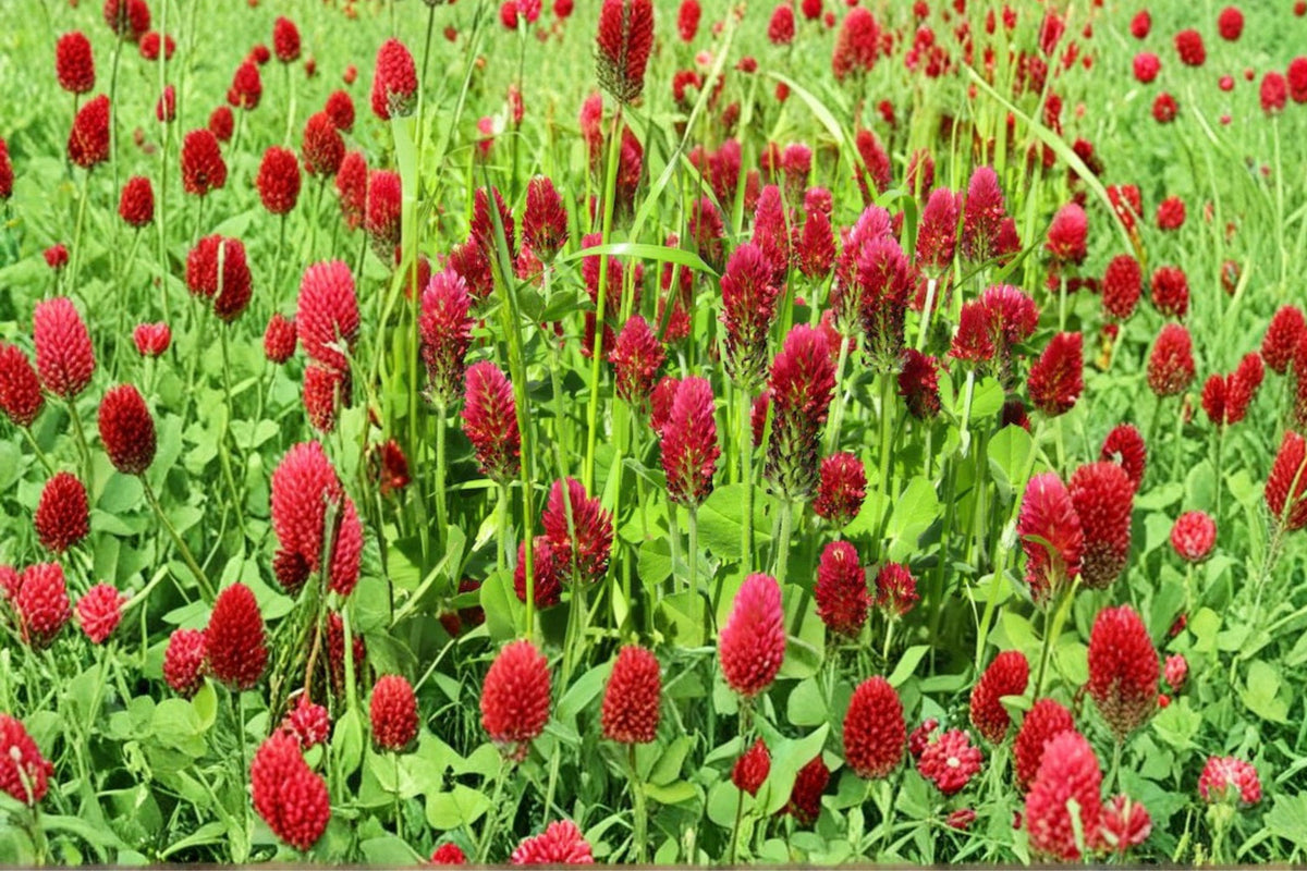 Crimson Clover Seeds – 300 Non-GMO Inoculated Trifolium incarnatum for Pollinator Gardens, Cover Crops & Soil Enrichment