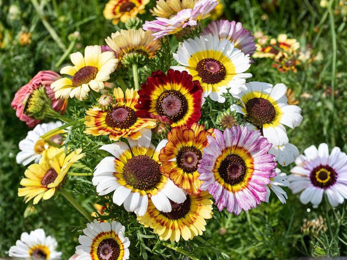 Daisy Seeds – 100 Wildflower Seeds for Garden, Cottage, Meadow, Pollinator, White Yellow Blooms, Easy to Grow, Perennial