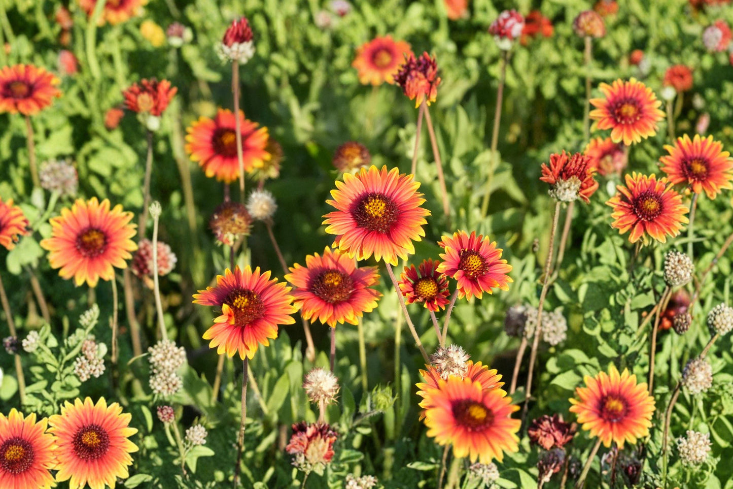 Indian Blanket Seeds - 200+ Gaillardia pulchella Wildflower Seeds for Pollinator Gardens, Drought-Tolerant, Bright Red and Yellow Blooms