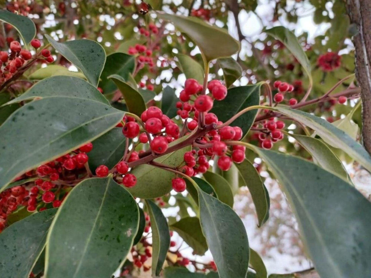 Ilex rotunda Seeds – Heirloom Round Leaf Holly Tree for Gardens – Evergreen Landscape Plant, Non-GMO, Ornamental Holly Seed Pack