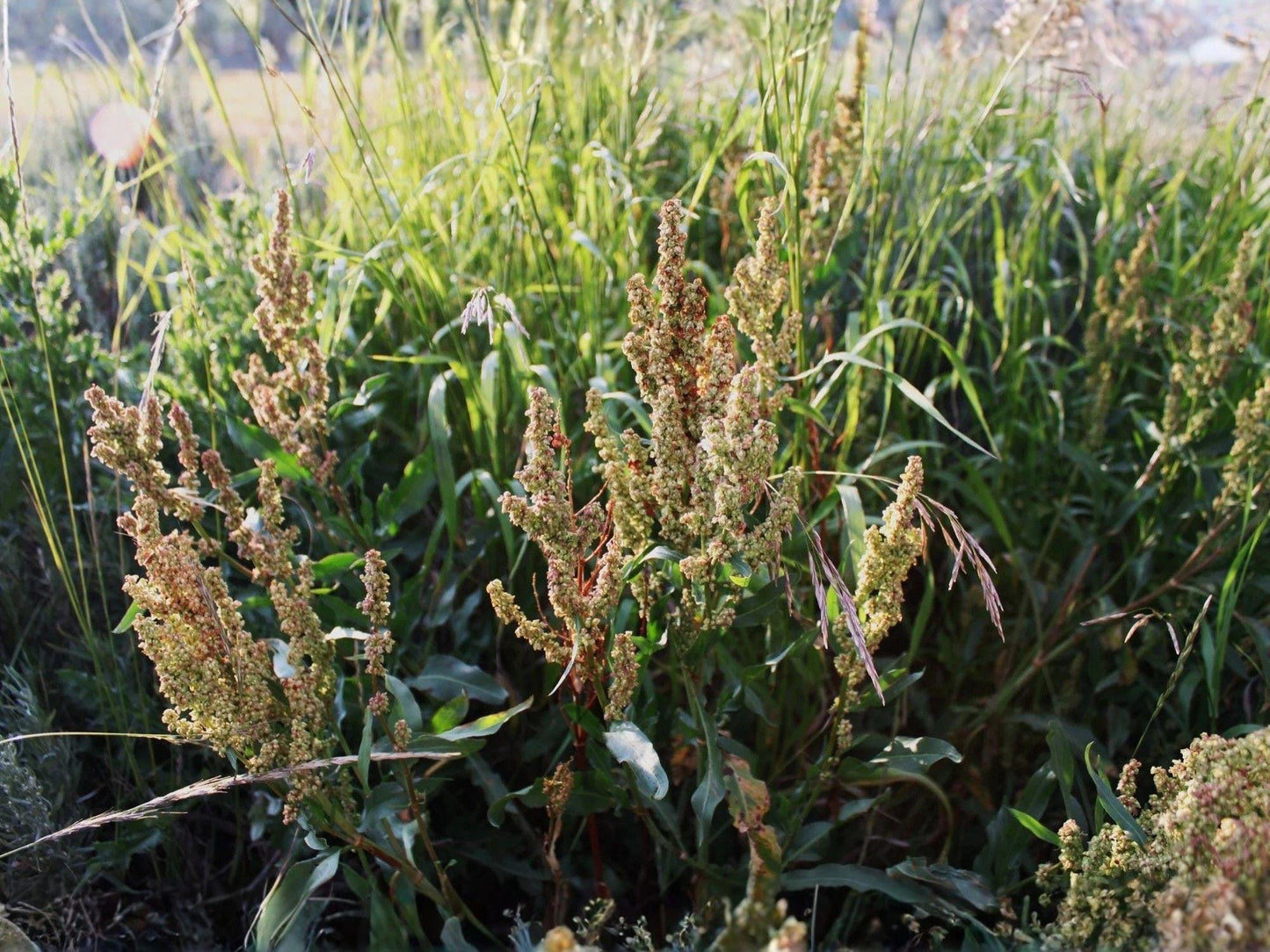 Water Dock Seeds – Heirloom Non-GMO Wetland Plant Seeds for Native Gardens, Rain Gardens, Pond Edges – Rumex orbiculatus