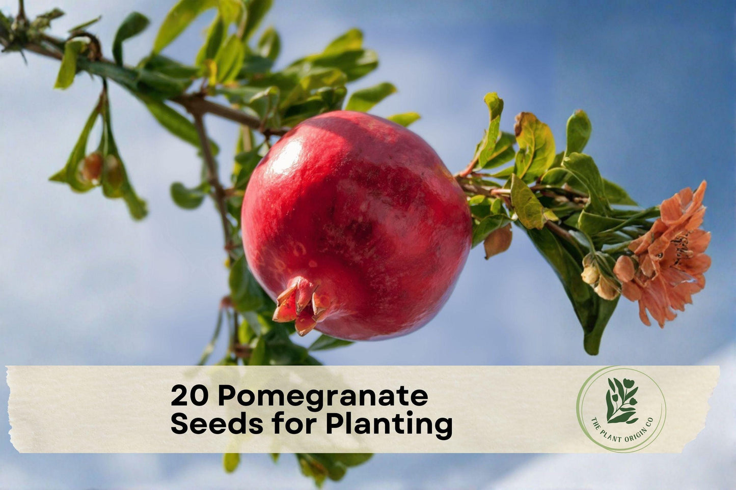 Pomegranate Seeds for Planting - Punica granatum Fruit Tree, Ornamental Flowers, Edible Fruit, Garden, Orchard, Container