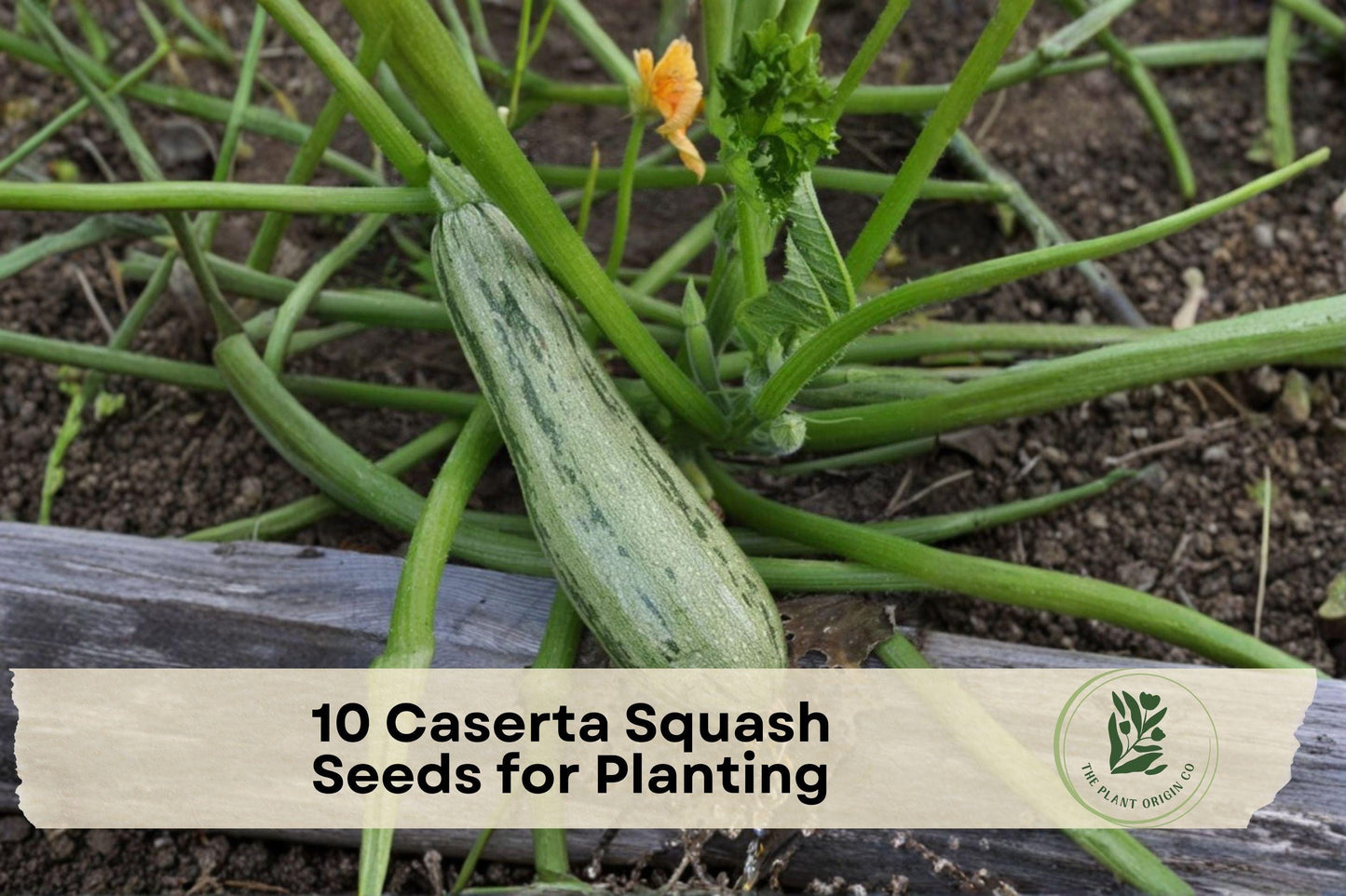 Caserta Squash Seeds – Summer Vegetable Plant, Light Green with Dark Green Stripes, Cucurbita pepo