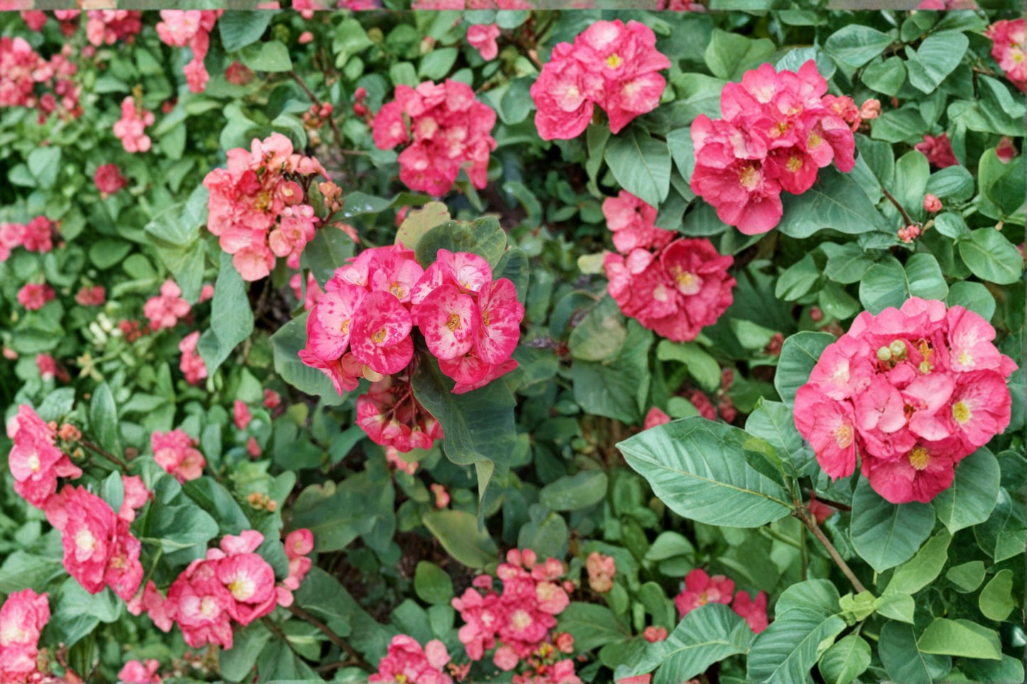 Crown of Thorns Cutting 10" Pink Hybrid Euphorbia milii Succulent Plant for Gardens & Containers