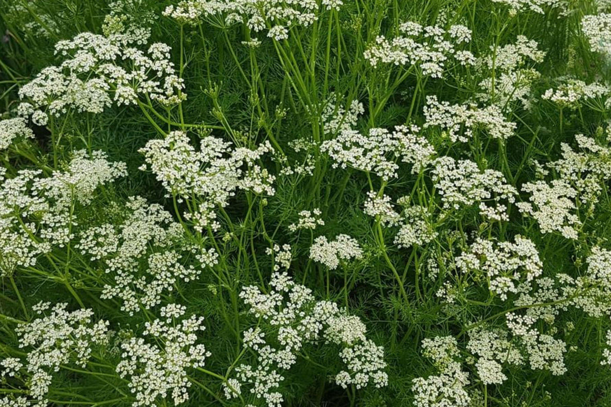 Partial Shade Wildflower Seed Mix – 500 Non-GMO Perennial and Annual Flower Seeds for Shade Gardens and Pollinator Habitats