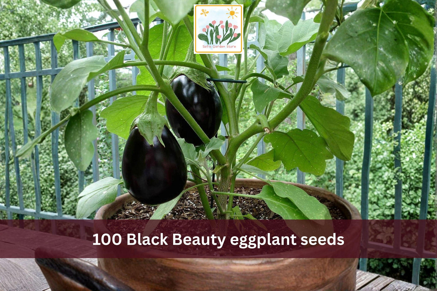 Black Beauty Eggplant Seeds – 100 Heirloom Solanum melongena Vegetable Seeds for Garden Beds & Containers