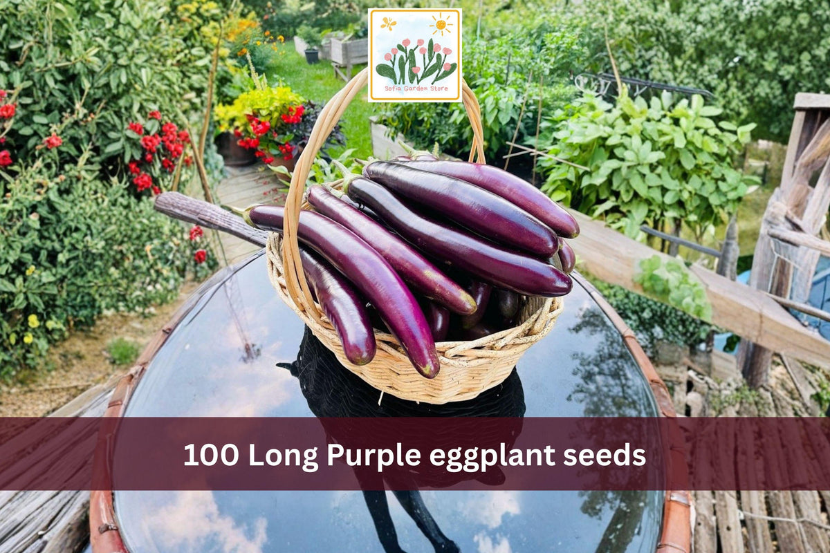 Long Purple Eggplant Seeds – Heirloom Slender Italian Vegetable Garden Seeds for Home Growers